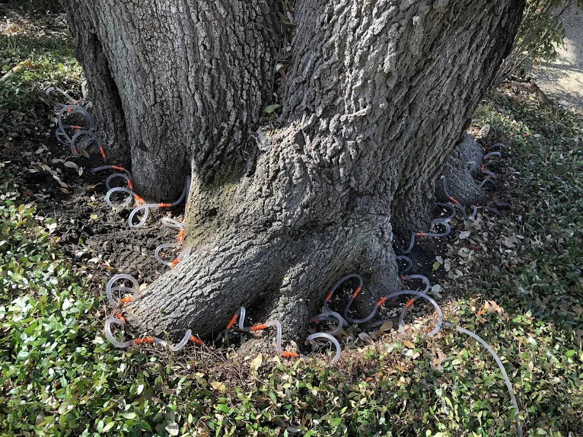 Detailed Tree Cabling and Bracing job site in Pelahatchie